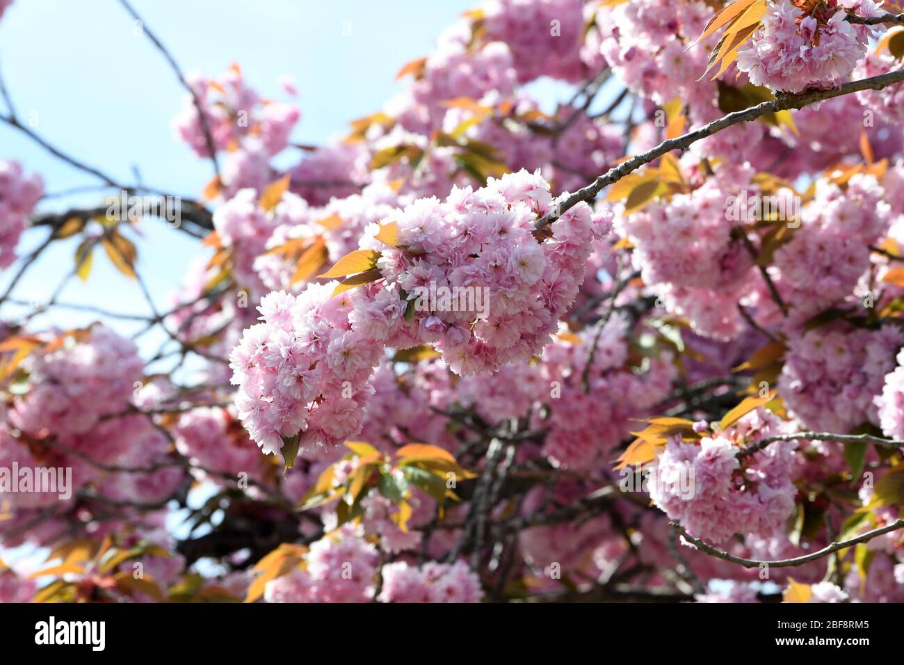 Rosa Kirsche blüht in Blüte Stockfoto