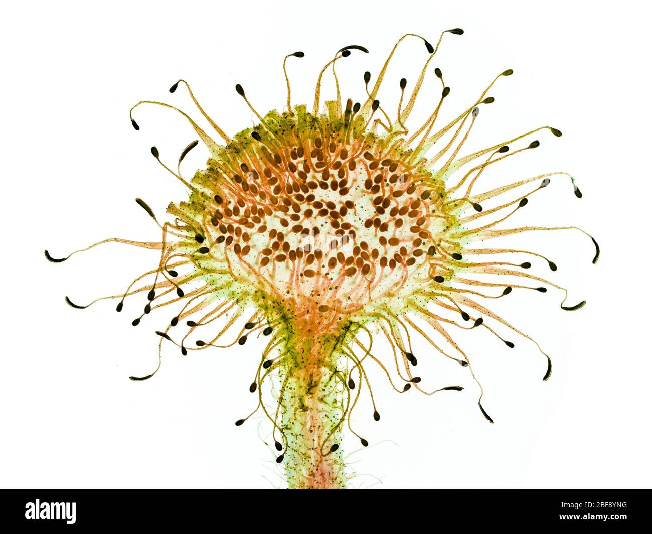 Sonnentau insektenfressende Pflanze, Drosera sp. Stockfoto