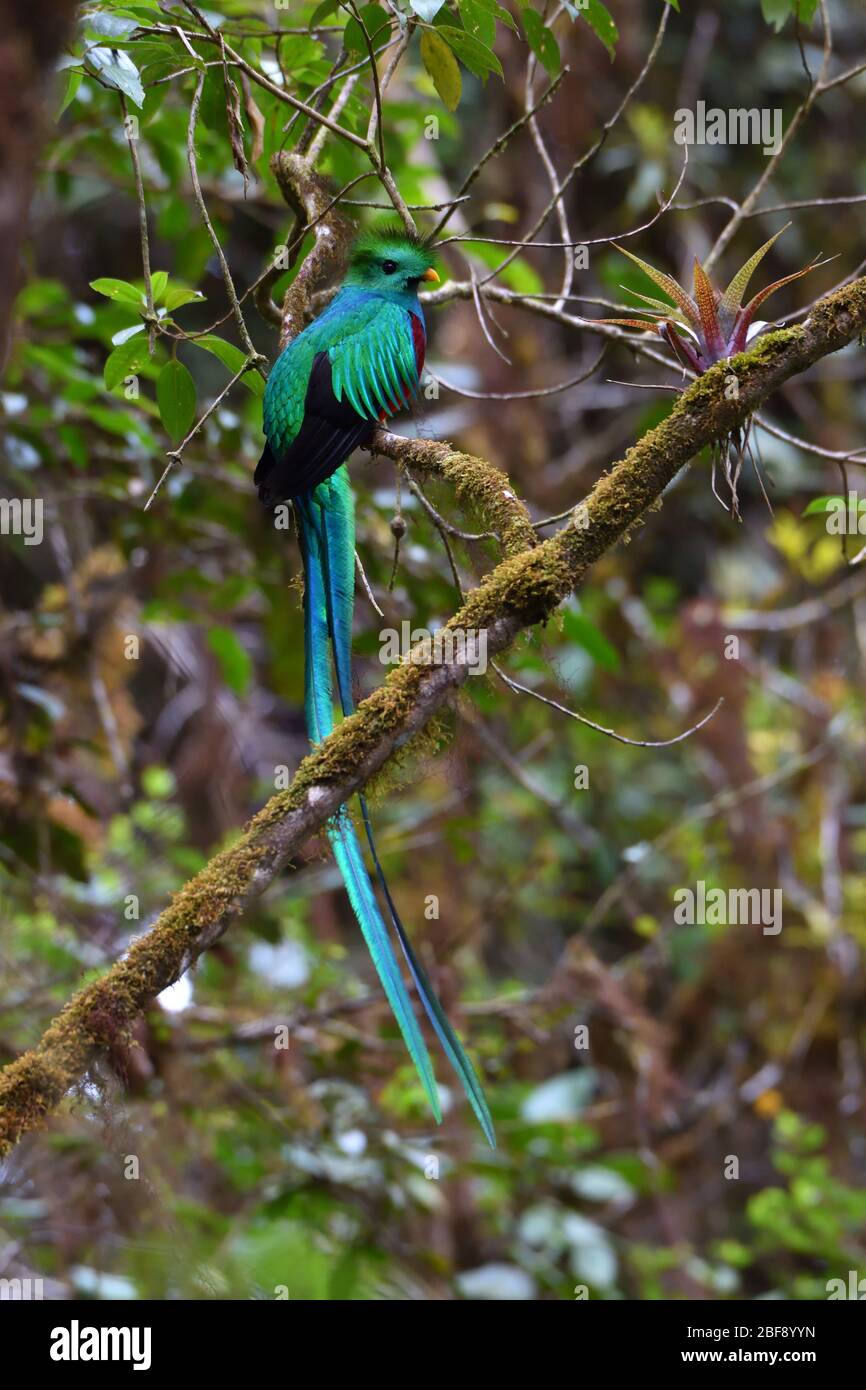 Strahlendes Quetzal in Costa Rica Nebelwald Stockfoto
