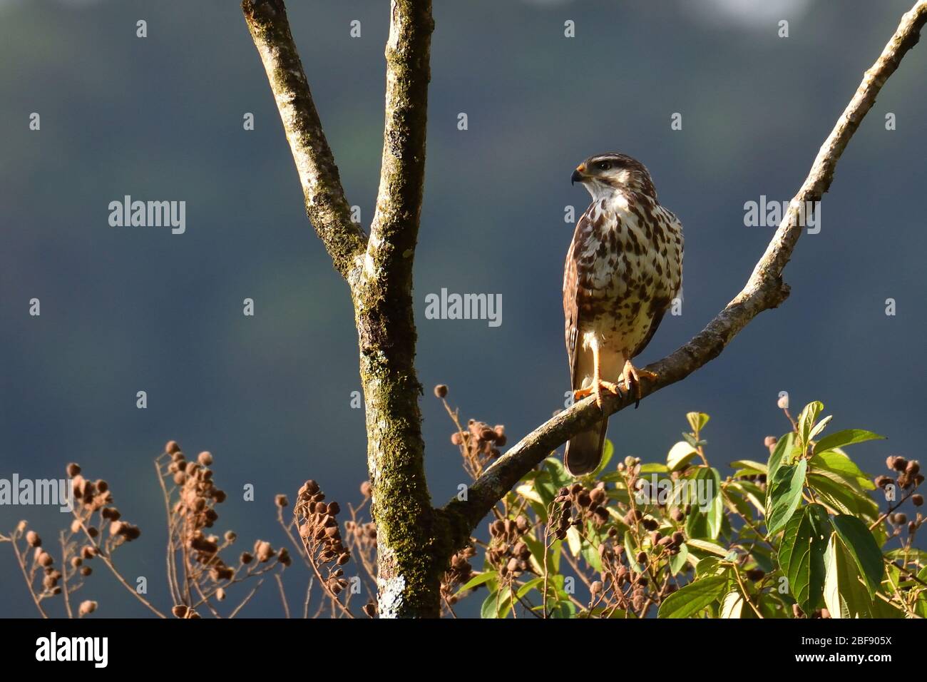 Grauer Falke in Costa Rica Stockfoto