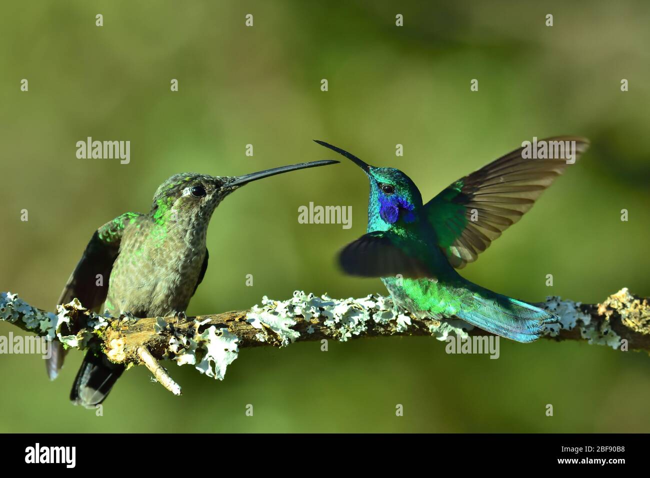 Talamanca und Lesser Violetear Kolibris duellen sich auf moosigen Ast Stockfoto