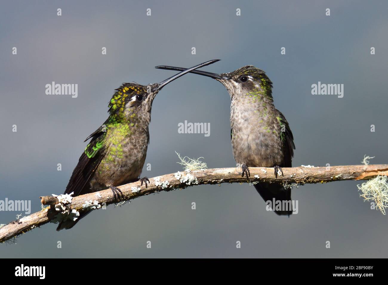 Weibliches Feurig-Kehligen Kolibri-Duell Stockfoto