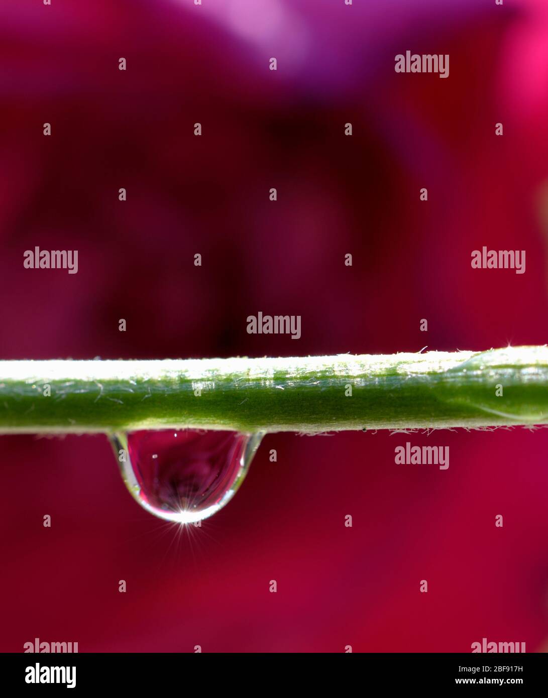 Einzelne Wassertropfen hängen von einem Blütenstiel Nahaufnahme Makro Stockfoto