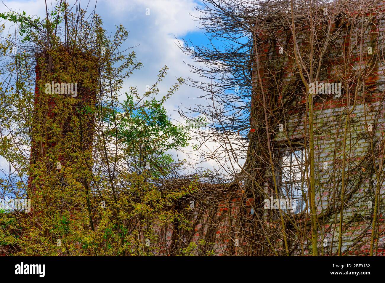 Ein verlassenes Ziegelgebäude erliegt der Natur wie Pflanzen, Bäume und Reben, die auf und um sie herum angebaut werden. Stockfoto