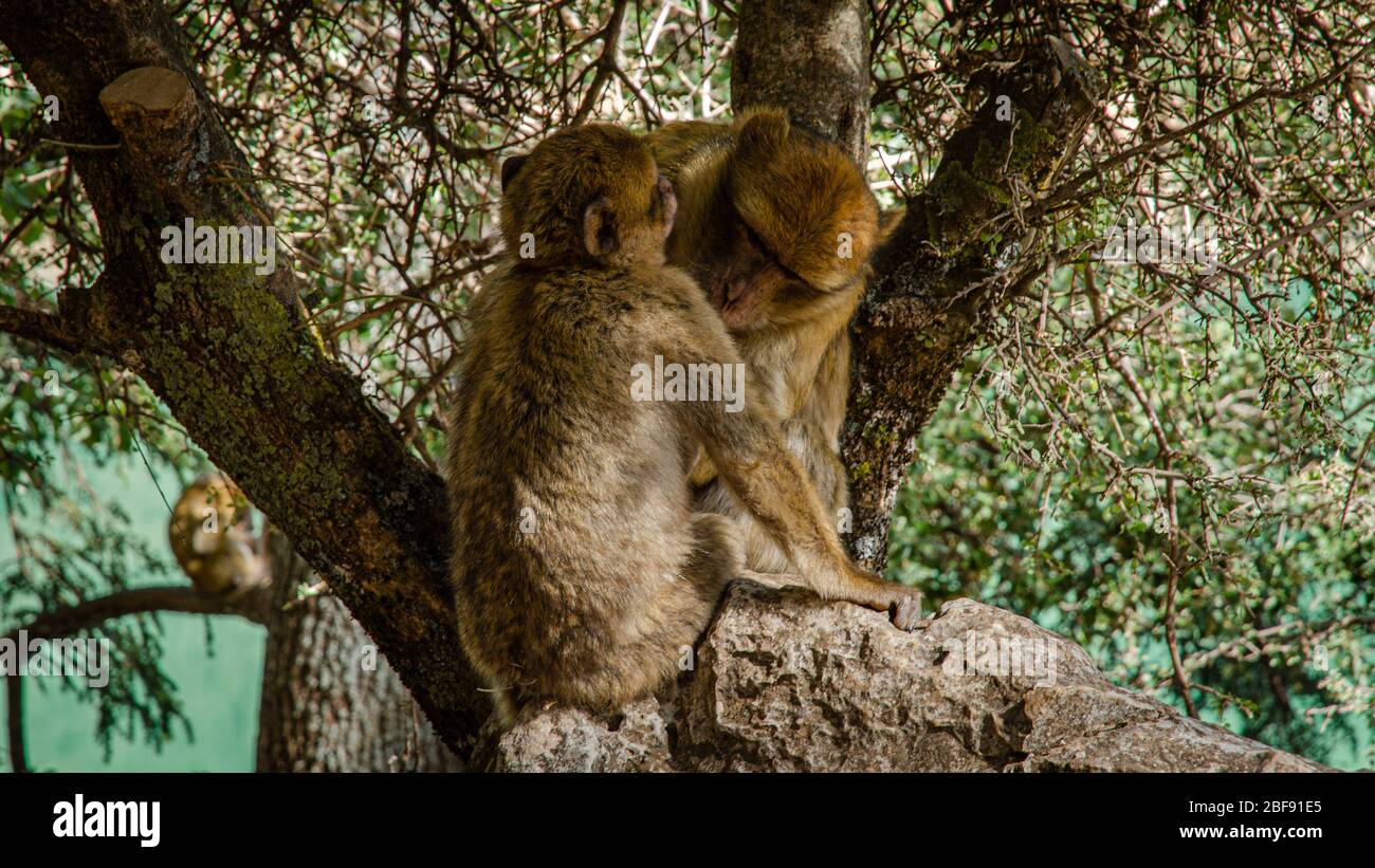 Nahaufnahme eines Affen, der wegschaut, Jardin Majorelle, Marokko Stockfoto