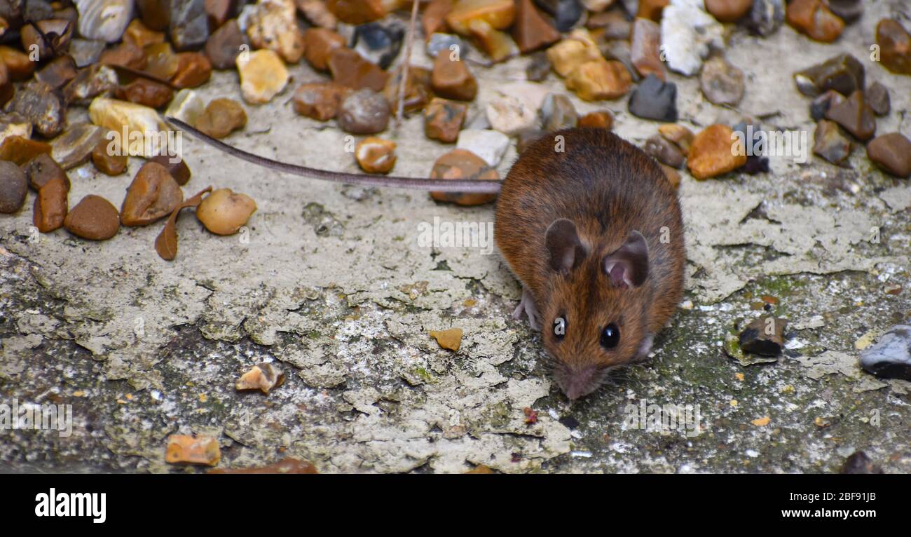 Destruktive lästige Hausmaus trägt und überträgt Krankheiten die Pest beschädigt persönliches Eigentum und ist berüchtigt für kommerzielle Pflanzenvernichtung Stockfoto