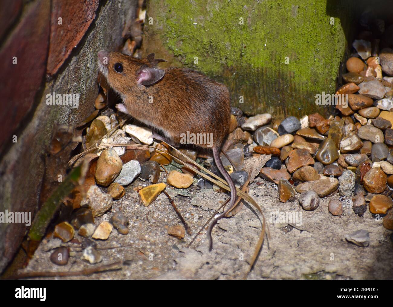 Maus im Londoner Innenhof. Die Hauspest ist die häufigste in ganz Großbritannien. Erwachsene wiegt unter 25 Gramm hat bräunlichen Pelzrücken und grauen bis weißen Unterteilen Stockfoto