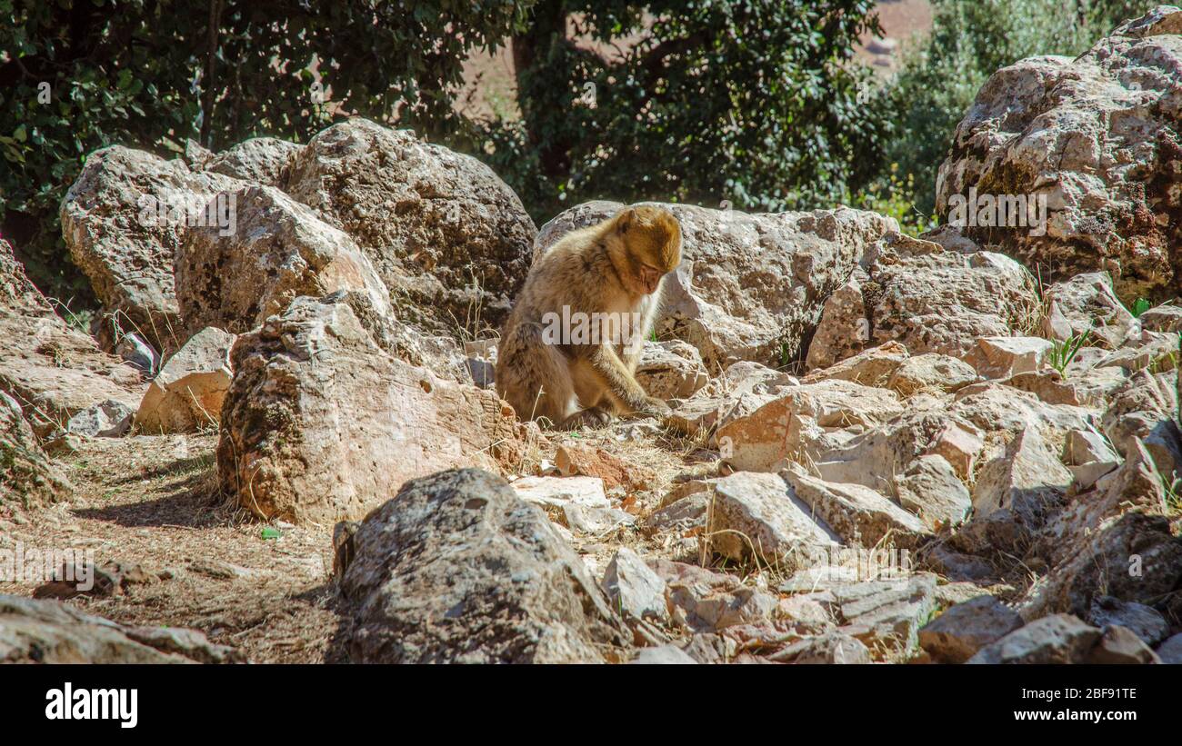Nahaufnahme eines Affen, der wegschaut, Jardin Majorelle, Marokko Stockfoto