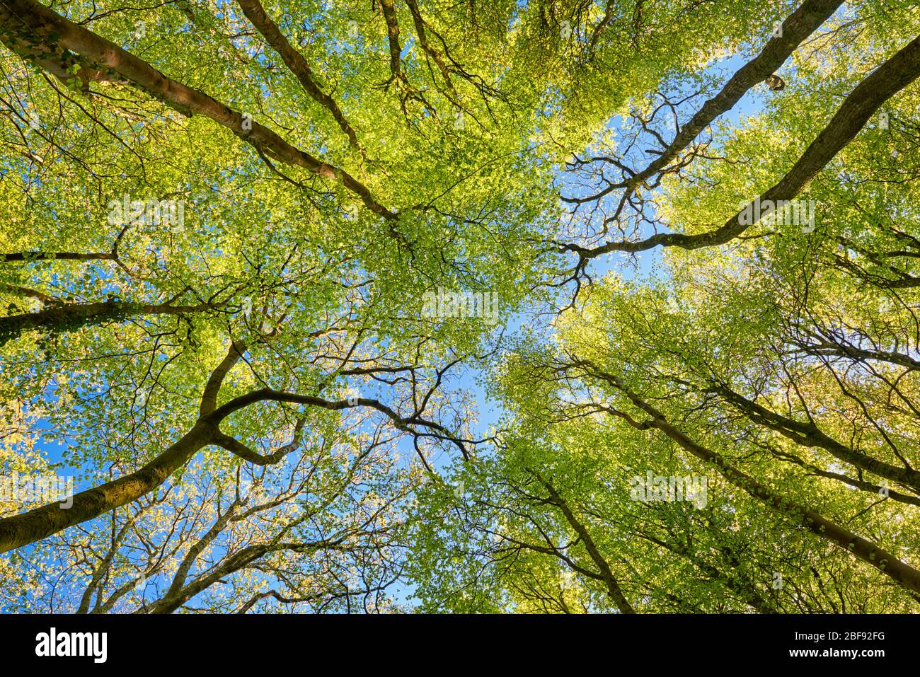 Baumbedachung mit neu geöffneten Frühlingsblättern, Cornwall Stockfoto