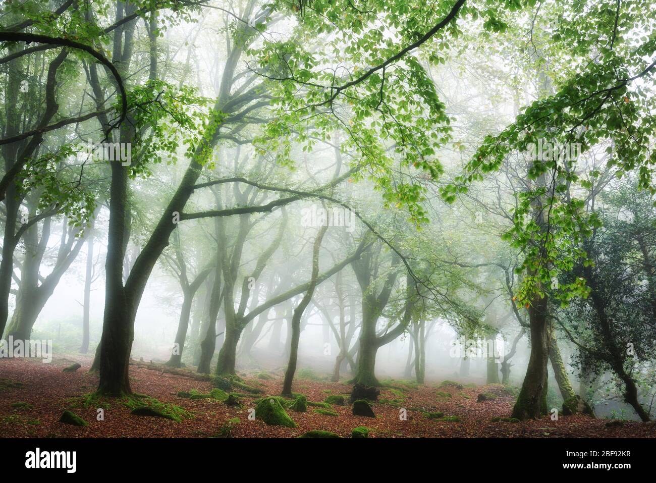 Nebliger Tag in einem Laubwald, Cornwall Stockfoto
