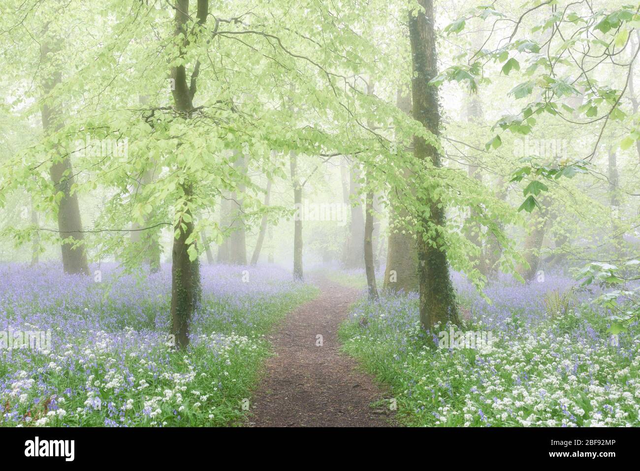 Pfad führt durch einen Bluebell Wald an einem nebligen Morgen Stockfoto