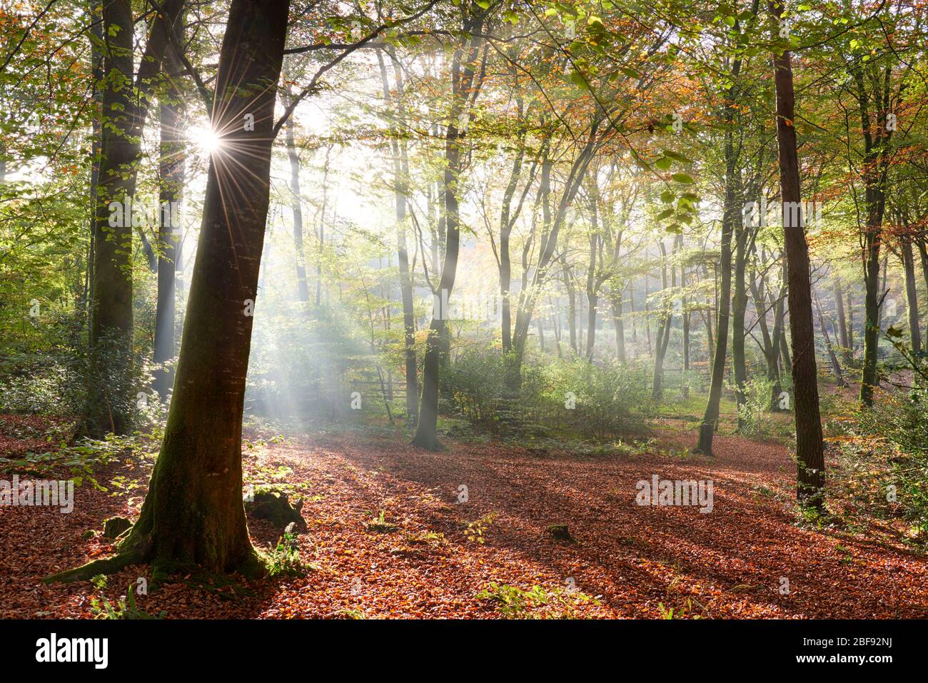 Sonnenlicht strömt im Herbst durch den Wald, Cornwall Stockfoto