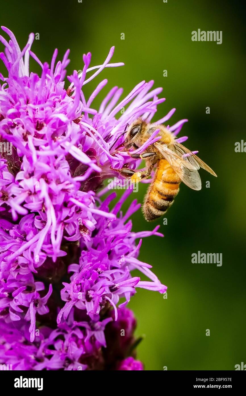 Biene sammelt Pollen auf einer Liatris Blume Stockfoto