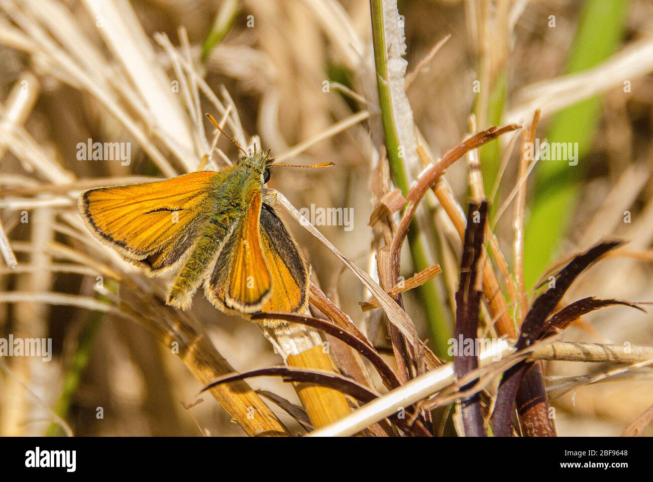 Macro Wildlife Leben in meinem Garten, Gartenwanzen im Hinterhof sind nicht immer eine schlechte Sache. Die gute, die schlechte und die Uglywanzen und Dinge, Gartenwanzen Stockfoto