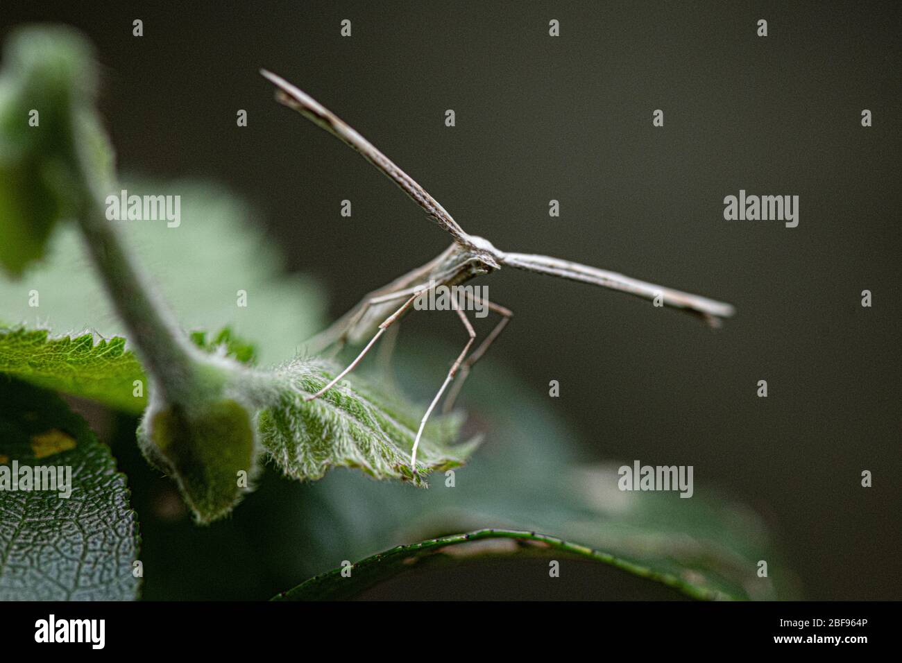 Bugs und Dinge, Garten Bugs im Hinterhof sind nicht immer eine schlechte Sache. Die gute, die schlechte und die hässliche, vorteilhaft Garten Bugs, Makro Wildlife Living Stockfoto