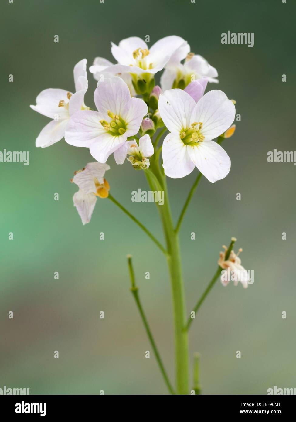 Zartes hellrosa und weiße Frühlingsblumen aus Damenkittel, Cardamine pratensis, eine britische Wildblume Stockfoto