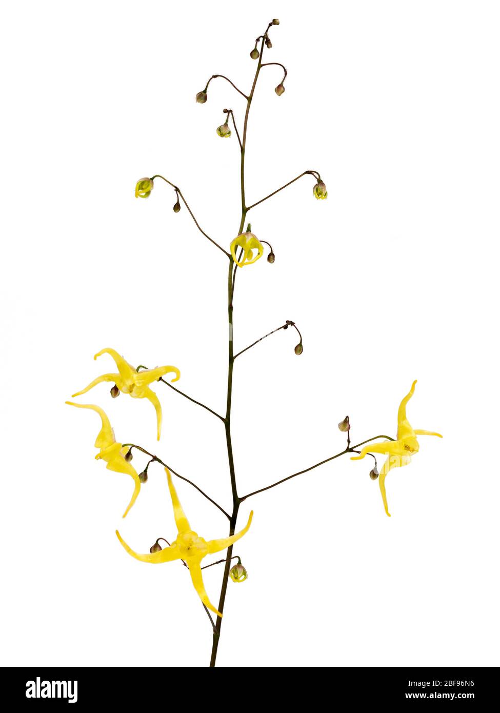Zarte gelbe Blüten im Spray des Bodens Abdeckung mehrjährige, Epimedium x franchetii 'Brimstone Butterfly', auf einem weißen Hintergrund Stockfoto
