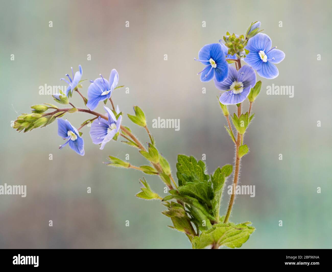 Stamm und kleine blaue Blüten der schleichenden UK Wildblume, Germander speedwell, Veronica chamaedrys Stockfoto
