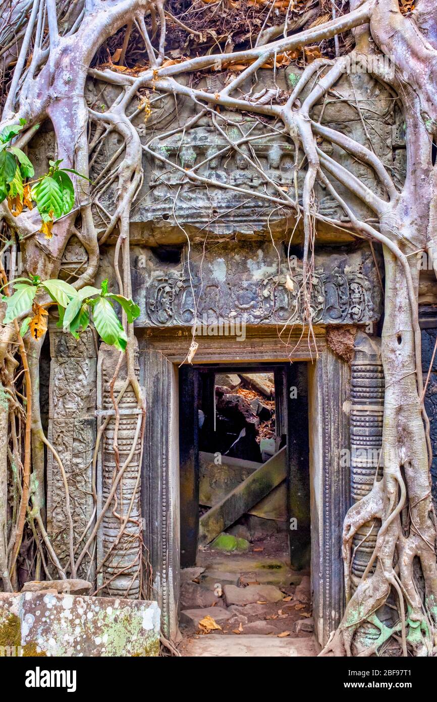 Spung Baum (Tetrameles nudiflora) wächst in der Ta Prohm Tempel Ruinen, Siem Reap, Kambodscha Stockfoto