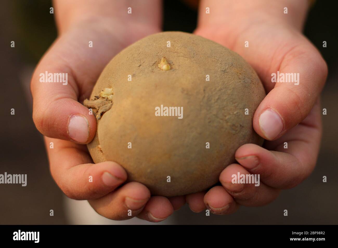 Kinderhände halten eine Kartoffelknolle bereit, um sie in den Boden zu Pflanzen. Stockfoto