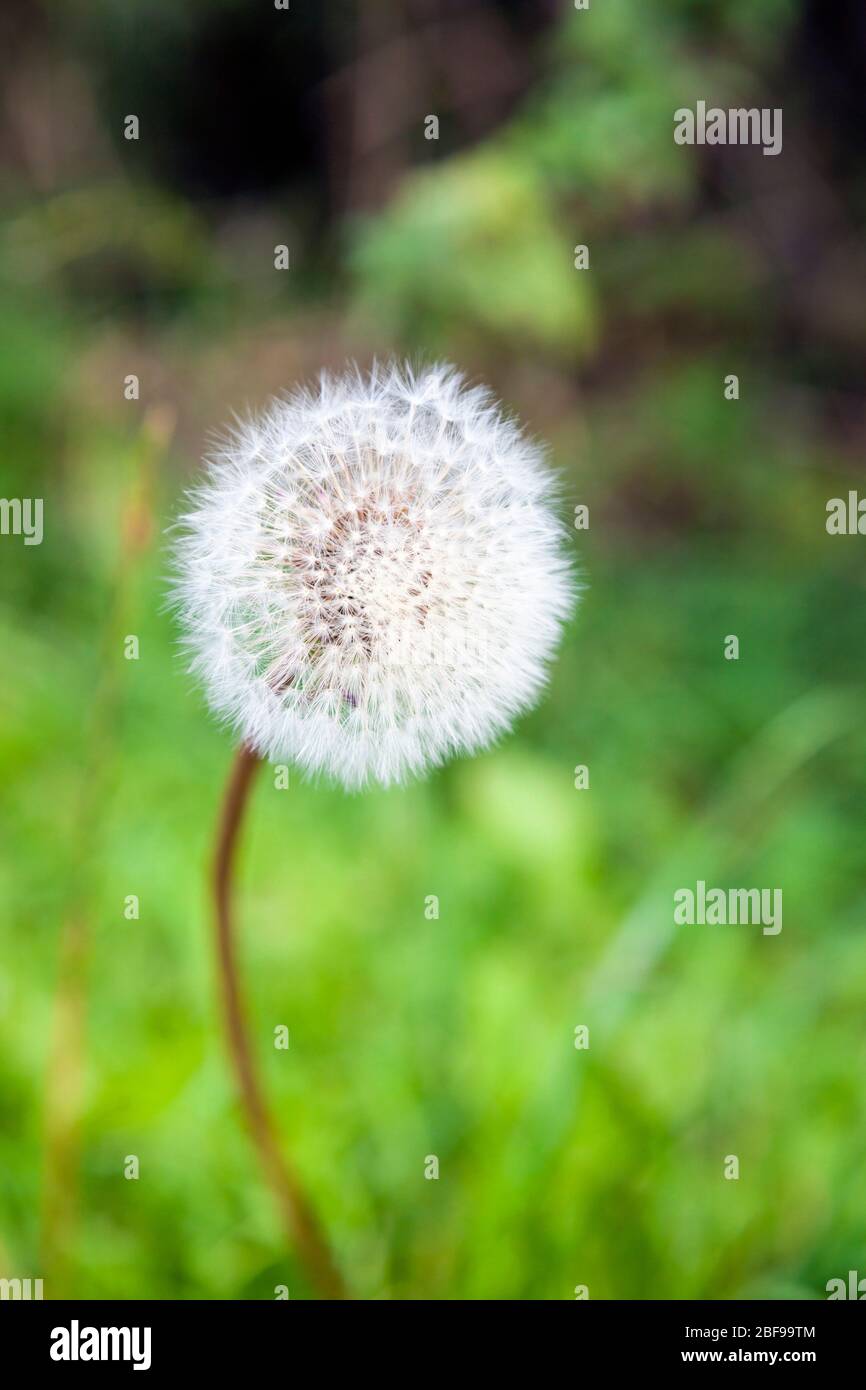 Löwenzahn (Taraxacum) Seedhead, Cheddington, Buckinghamshire, England Stockfoto