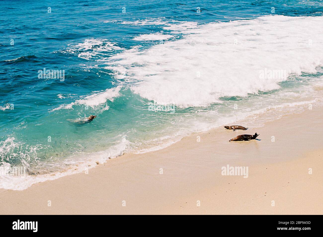 Seelöwen liegen am Strand und schwimmen im Pazifik in La Jolla Cove, in San Diego, Kalifornien. Küstenstrand Wildlife Landschaft von Souther Stockfoto