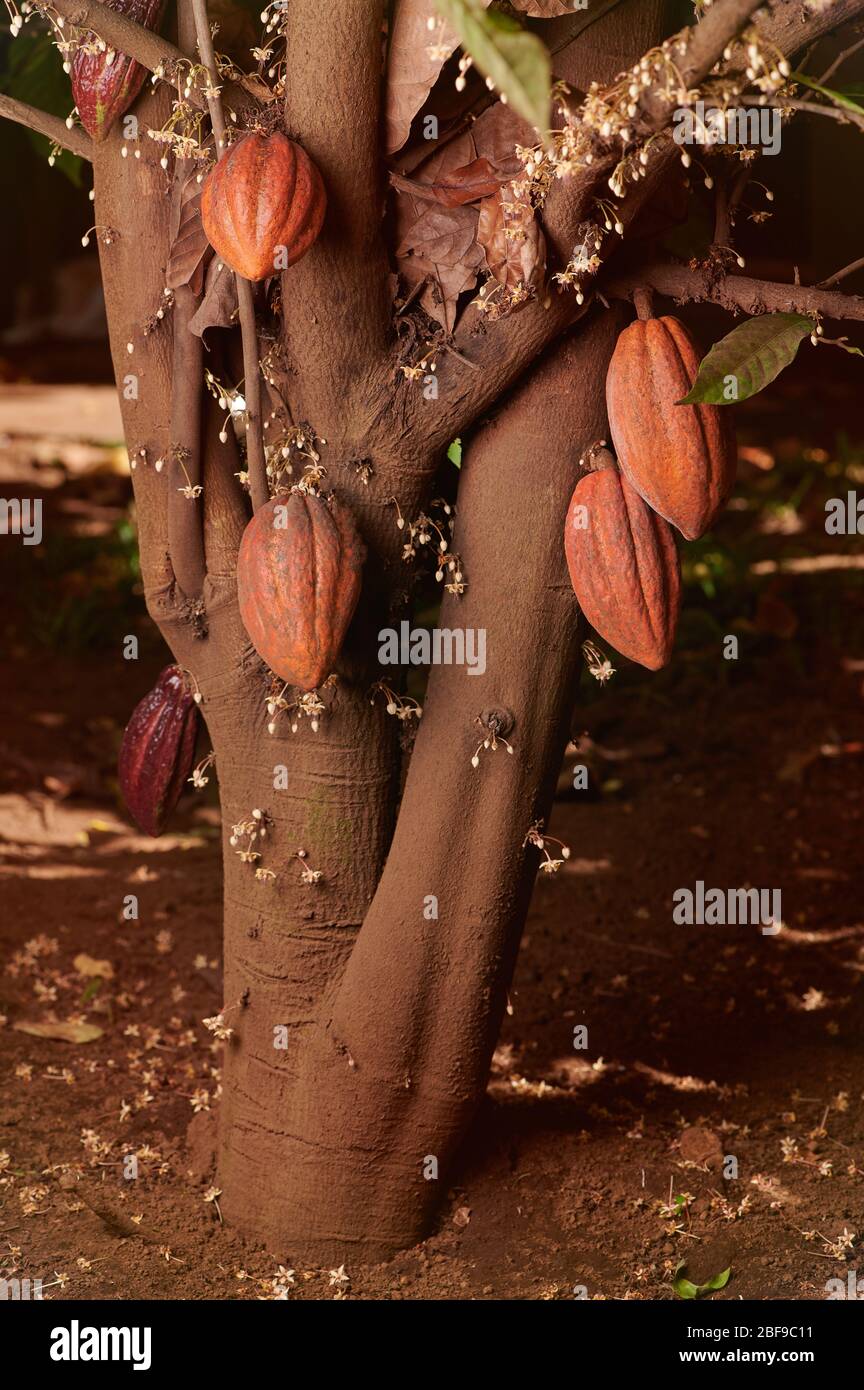Eine Gruppe von reifen Kakaoschoten hängt am Baum Stockfoto