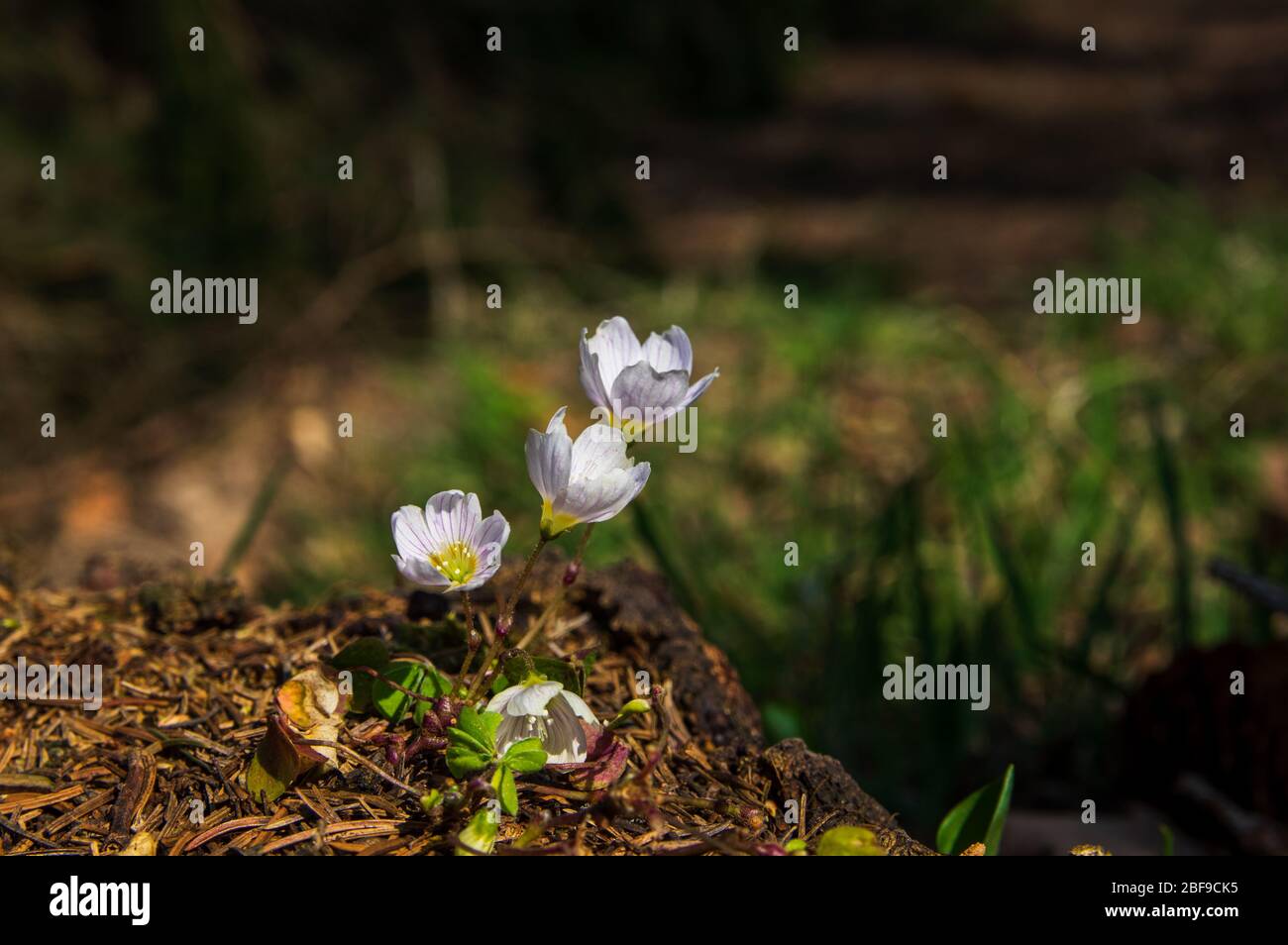 Niedrige Winkelansicht des Holzsorrels Oxalis acetosella wächst im Wald Stockfoto