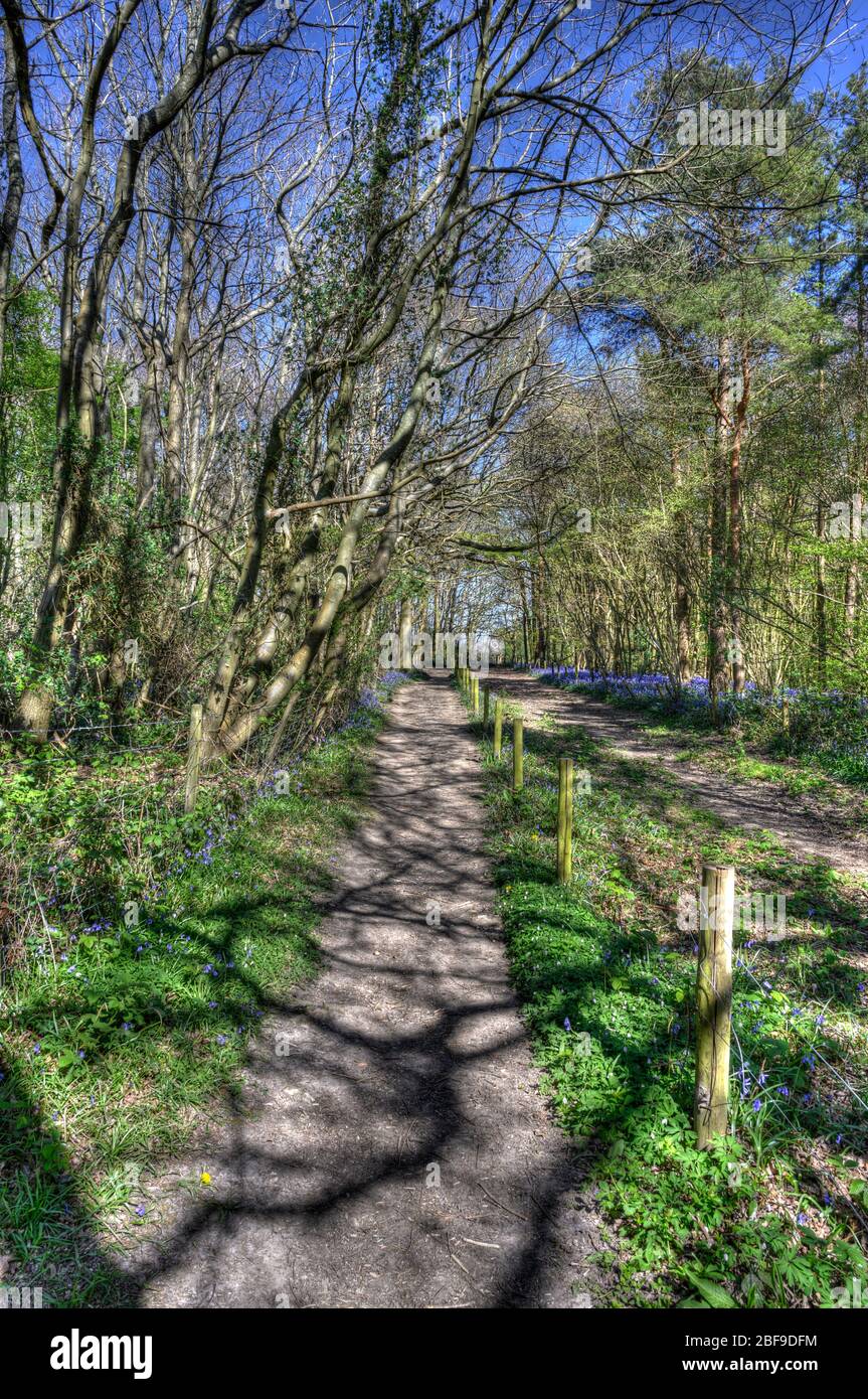 Ein kleiner unbefestigte Fußweg führt durch einen Wald. Stockfoto