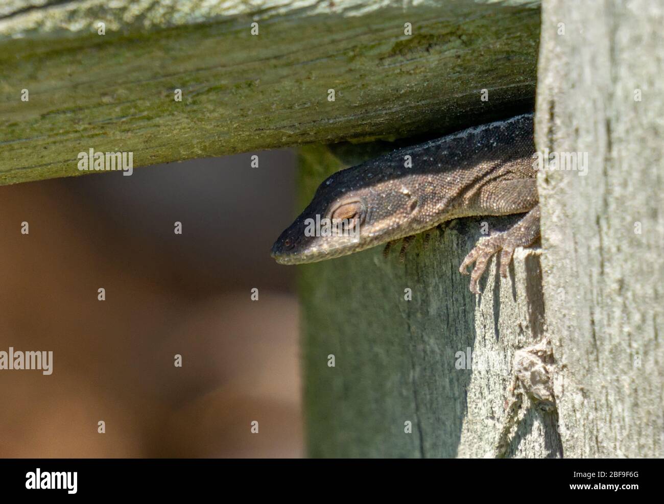 Carolina Anole versteckt sich im Zaun Stockfoto