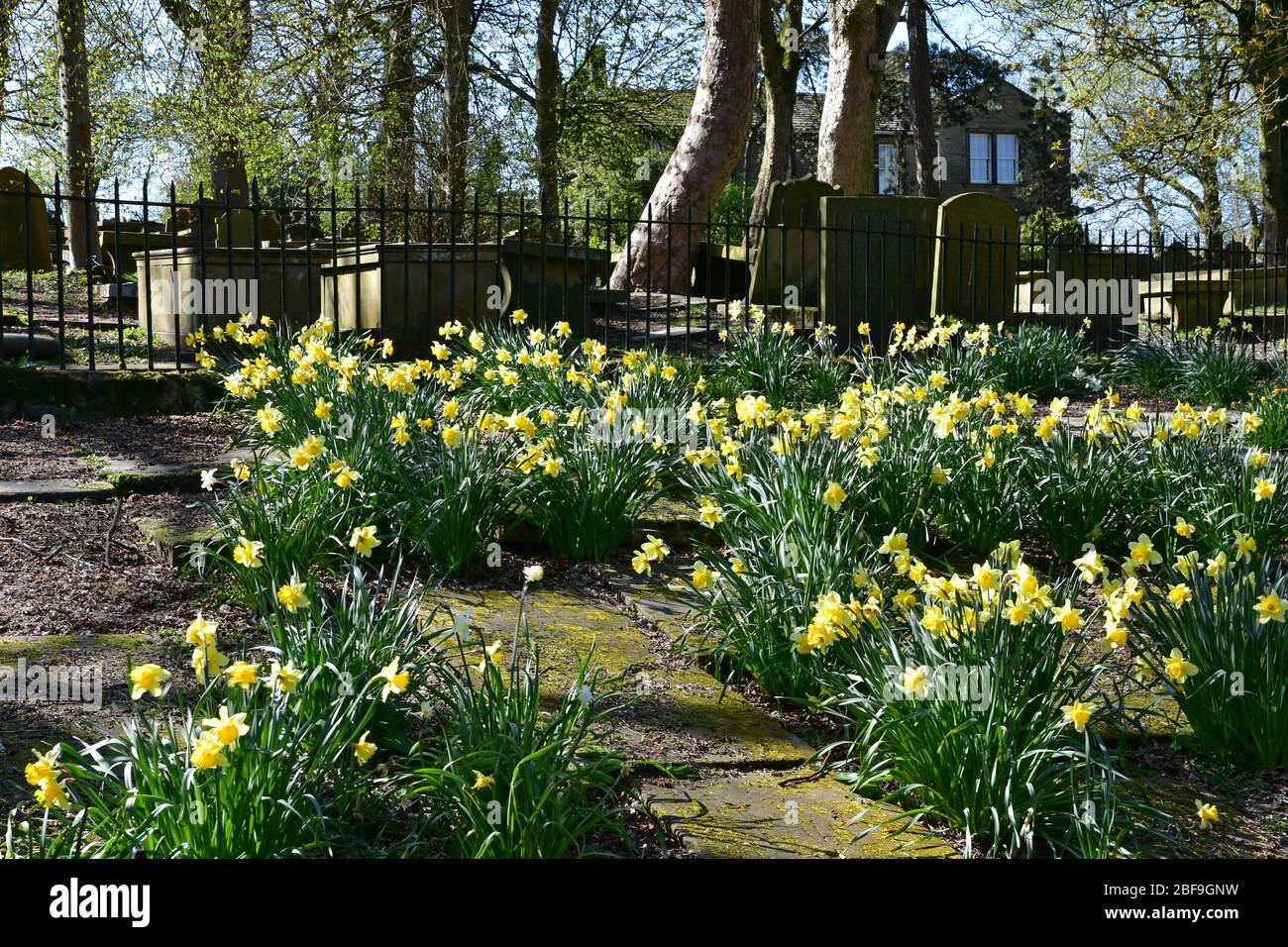 Narzissen im Haworth Parsonage Museum und Friedhof im Spring, Bronte Country, West Yorkshire Stockfoto