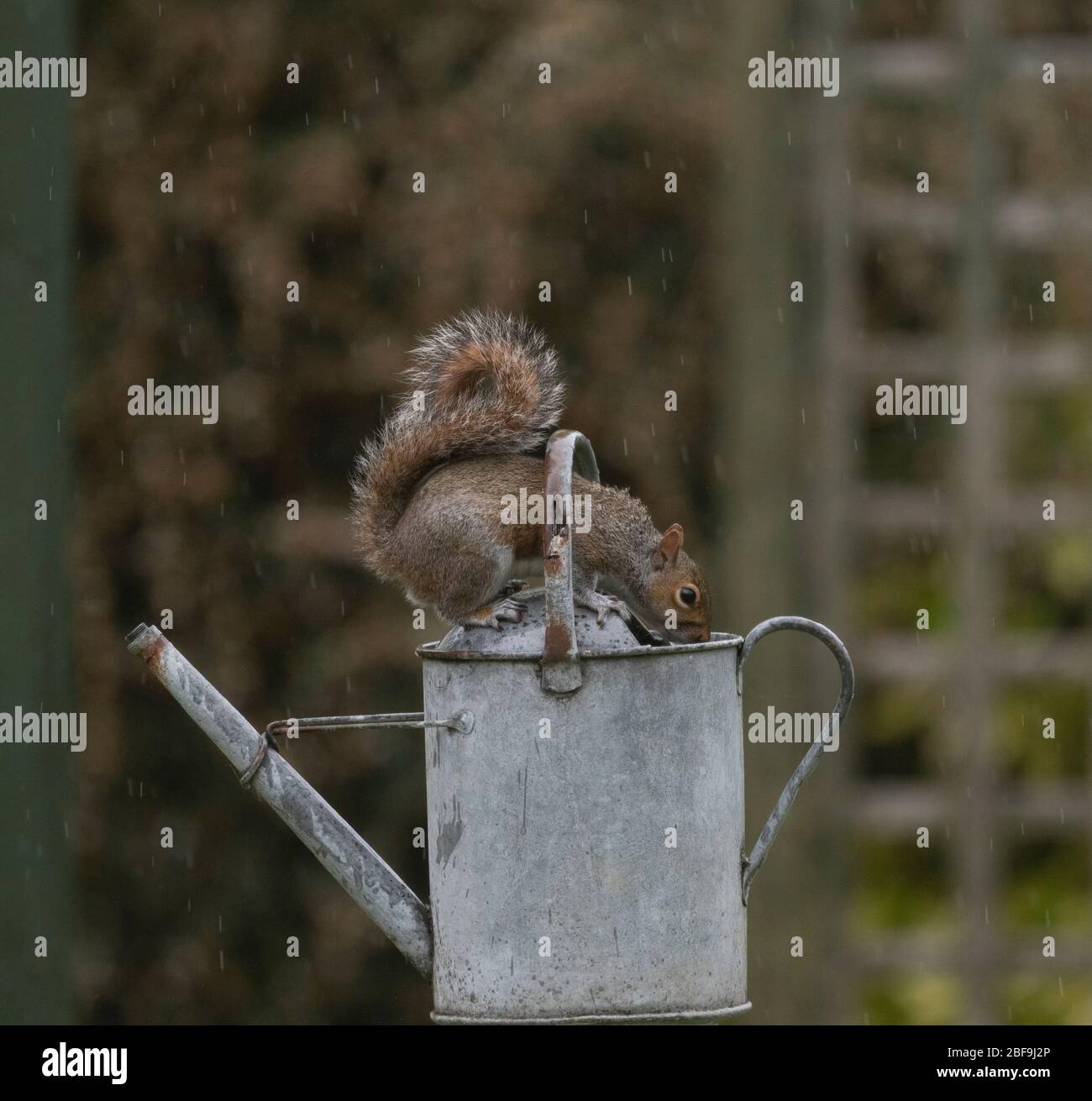 London, Großbritannien. April 2020. Graues Eichhörnchen erforscht eine Gartenbewässerungskanne während einer Regendusche im Südwesten Londons nach einem verlängerten trockenen Zauber am Tag 25 des Coronavirus-Lockdown in Großbritannien. Quelle: Malcolm Park/Alamy Live News. Stockfoto