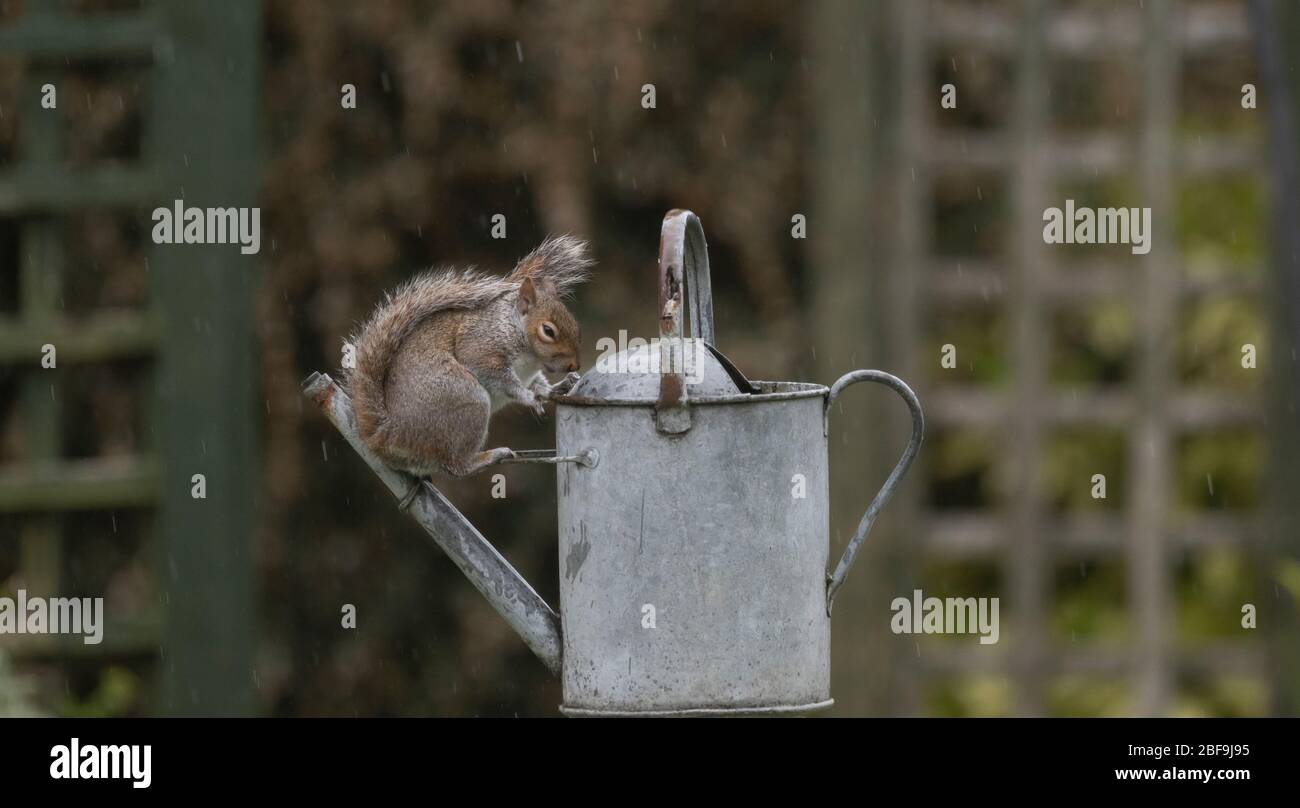 London, Großbritannien. April 2020. Graues Eichhörnchen erforscht eine Gartenbewässerungskanne während einer Regendusche im Südwesten Londons nach einem verlängerten trockenen Zauber am Tag 25 des Coronavirus-Lockdown in Großbritannien. Quelle: Malcolm Park/Alamy Live News. Stockfoto