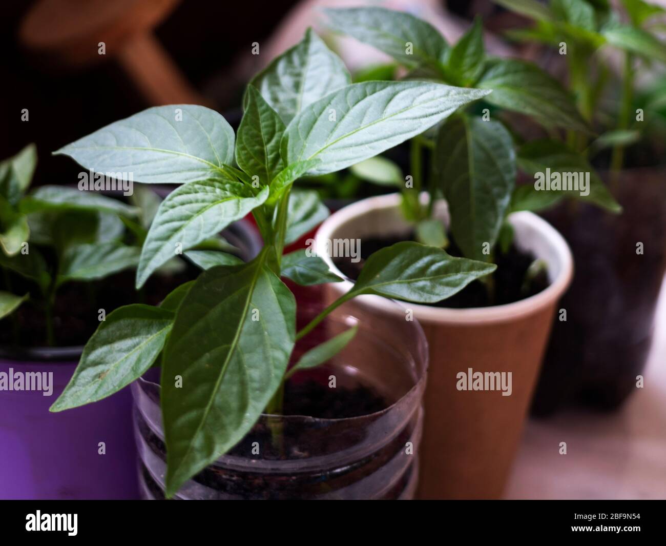 Ziehen Sie die Paprika-Sämlinge in die Töpfe Stockfoto