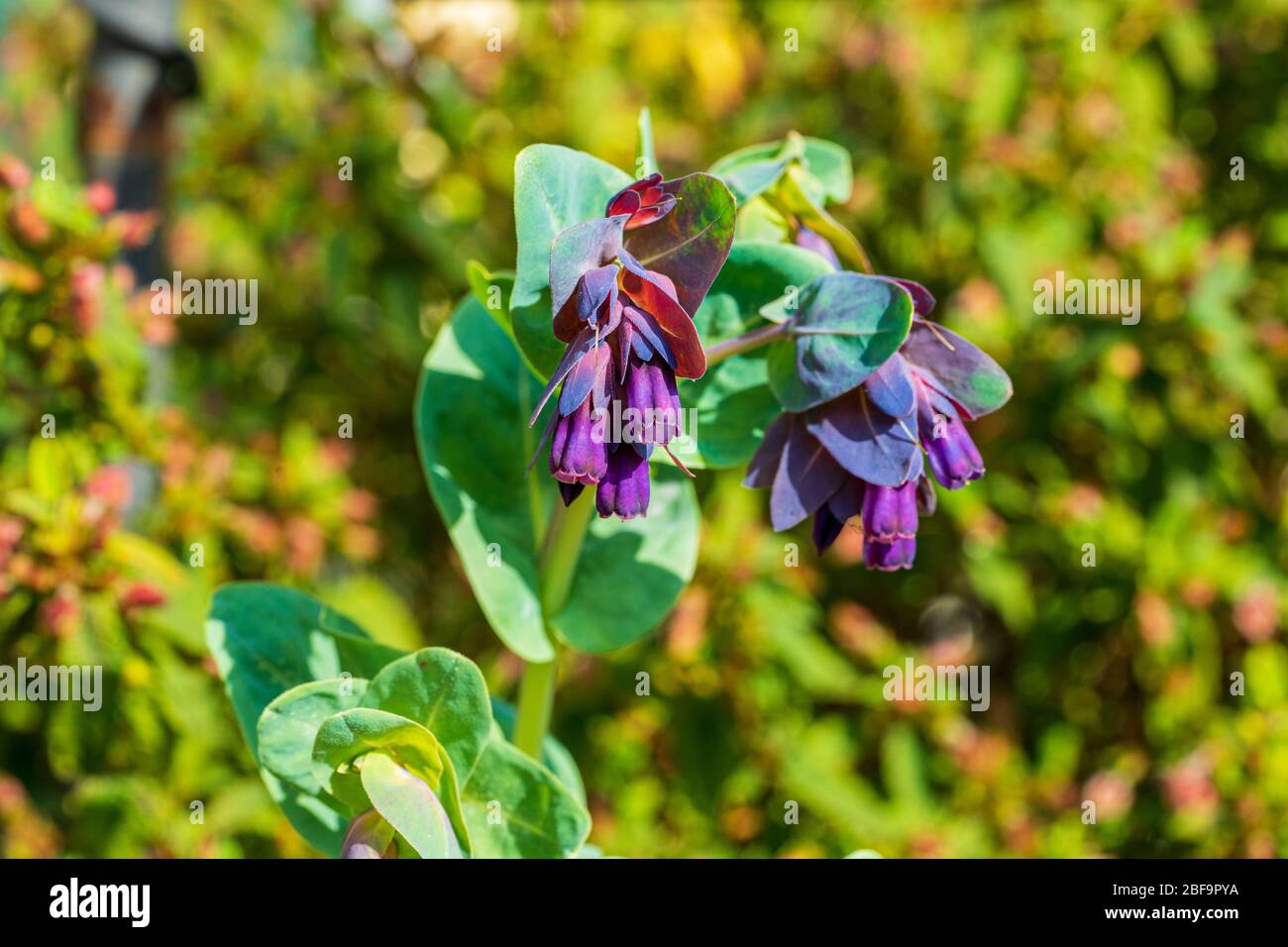 Cerinthe Major Purpurascens (Honigwürze) blüht in einem Garten bei Frühlingssonne; diese Blüten werden von Bienen geliebt Stockfoto