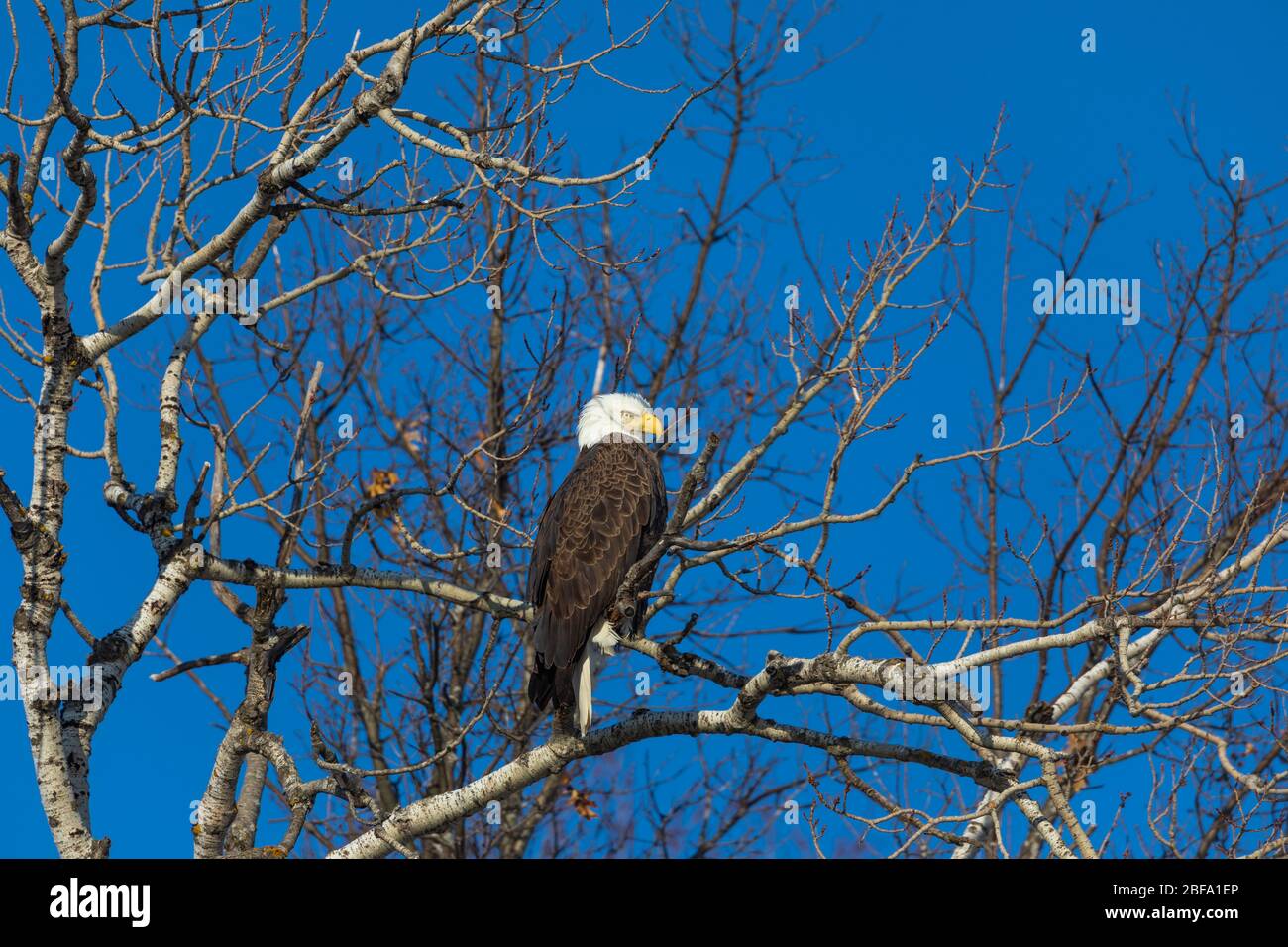 Weißkopfseeadler in der Crex Meadows State Wildlife Area im Nordwesten von Wisconsin. Stockfoto