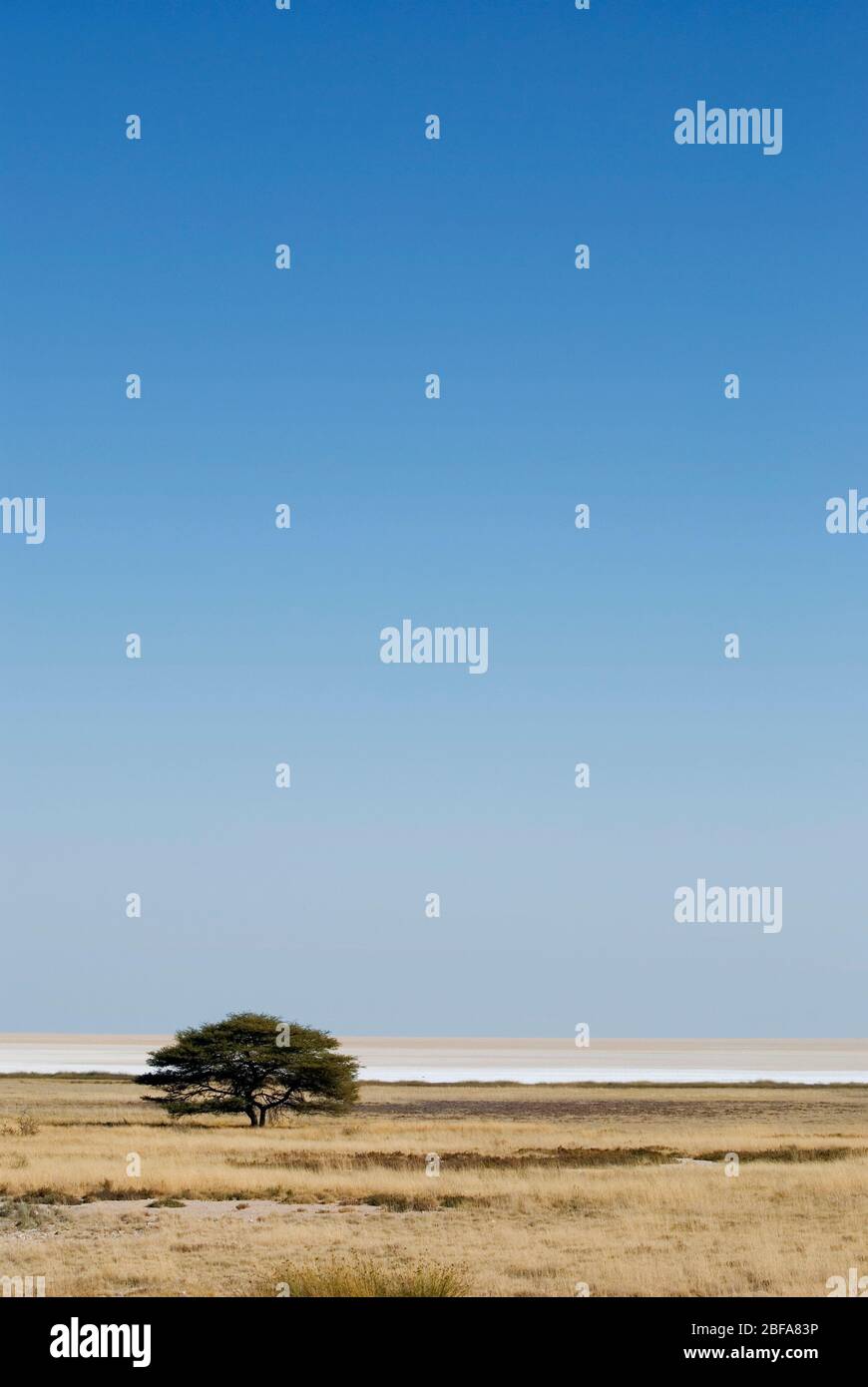 Einzelne Akazienbäume auf der afrikanischen Savanne in der Nähe von Fisher's Pan im Etosha-Nationalpark, Namibia. Stockfoto