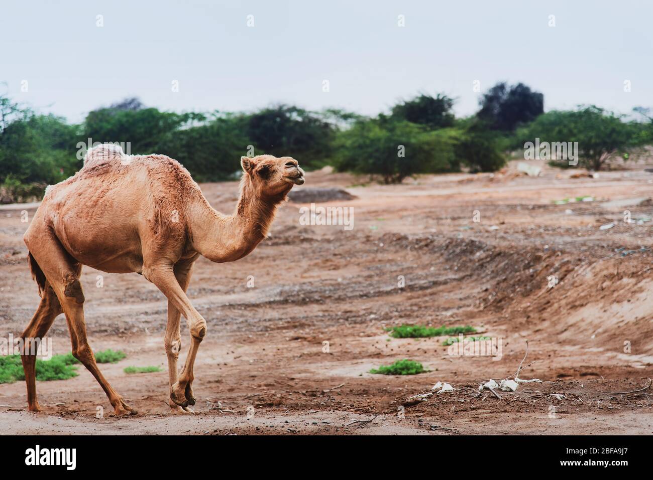 Kamele weiden auf Pflanzen in der Wüste in der offenen Stockfoto