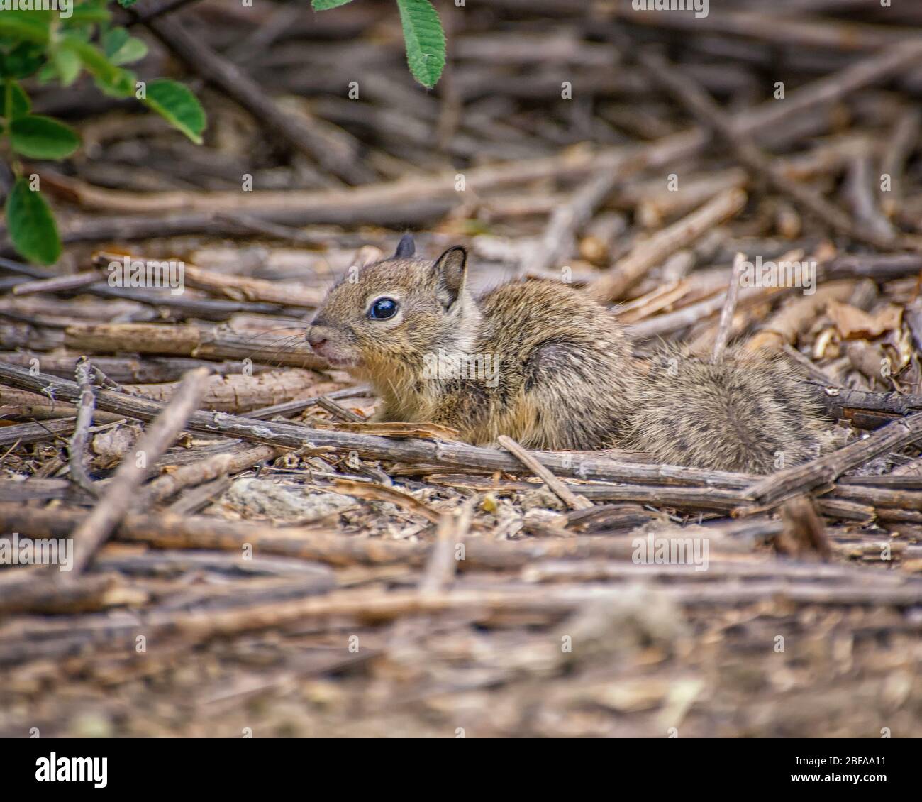 Ein Baby California Ground Squirrel (Otospermophilus beecheyi) sitzt unter einem Busch im Supulveda Basin Wildlife Reserve, Los Angeles, CA. Stockfoto