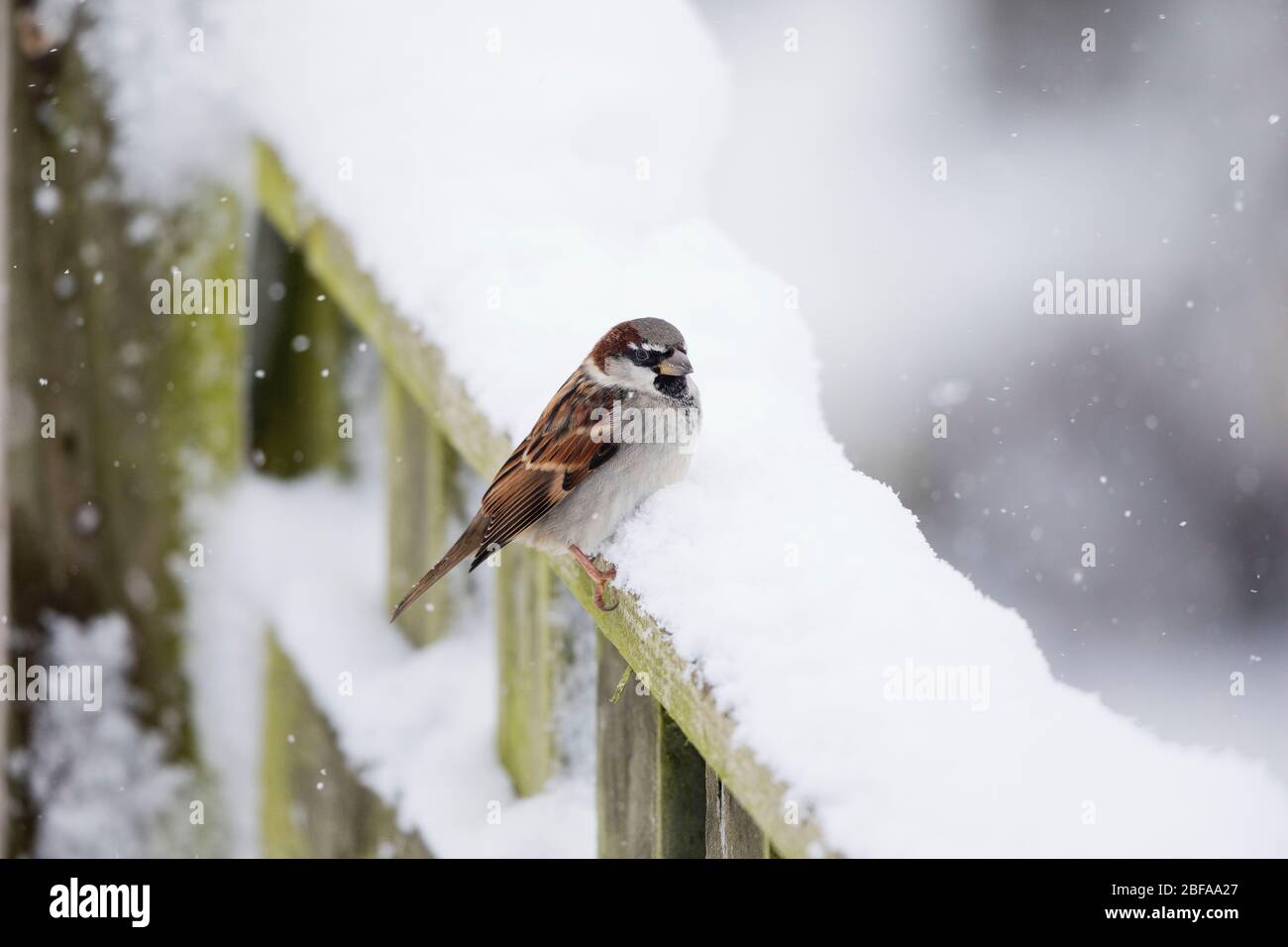 Haus Sparrow, Passer domesticus, auf einem schneebedeckten Zaun, Wales, großbritannien Stockfoto
