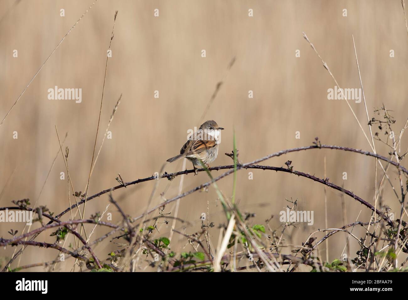 Whitethroat, Sylvia communis, on Brambles, Kent Stockfoto