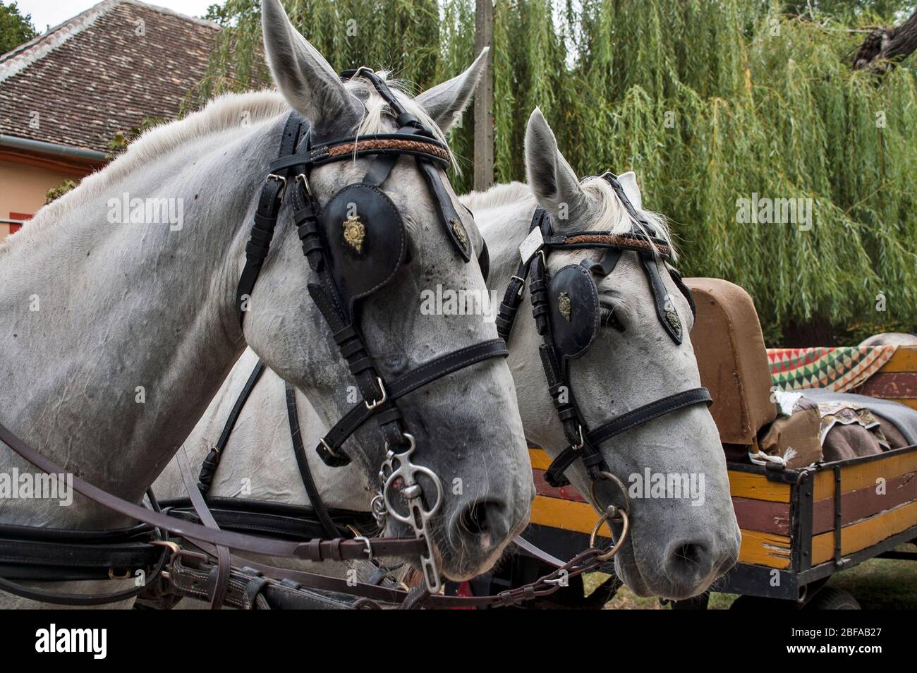 Aradac, Serbien, 07. September 2019. Pferde ziehen beim Weinlesefest einen Wagen. Stockfoto Aradac, Serbien, 07. September 2019. Pferde ziehen beim Weinlesefest einen Wagen. Stockfoto