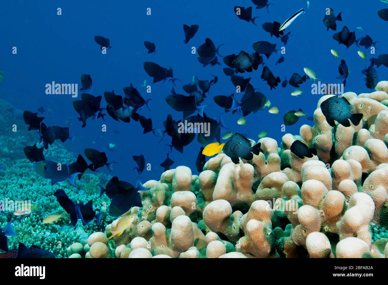 Riff landschaftlich mit Rotzahn Triggerfische, Odonus niger, Wakatobi National Park, Sulawesi Indonesien. Stockfoto