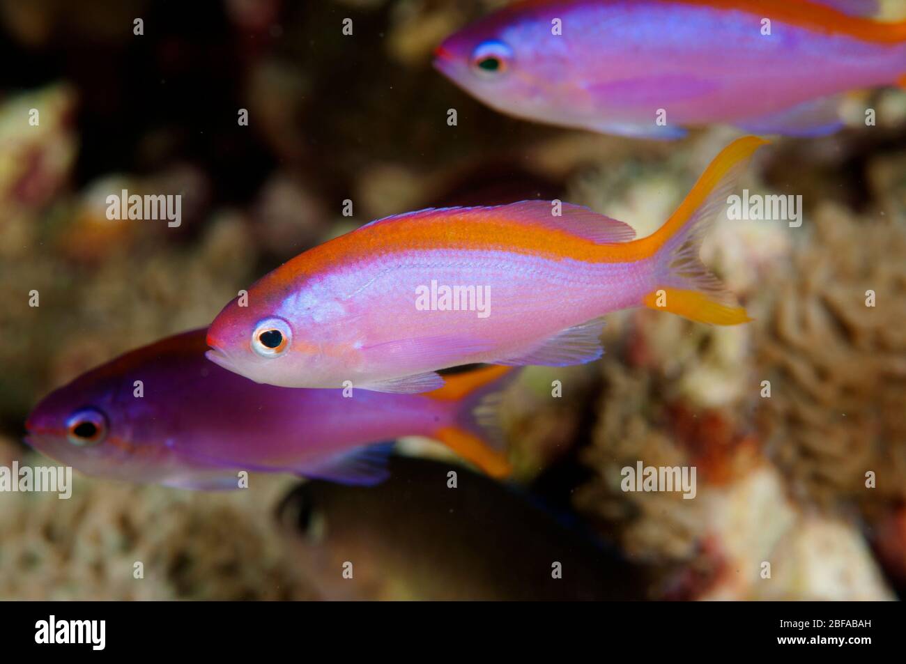 Weibliche lila Königin Anthiasen, Pseudanthias tuka, Sulawesi Indonesien Stockfoto