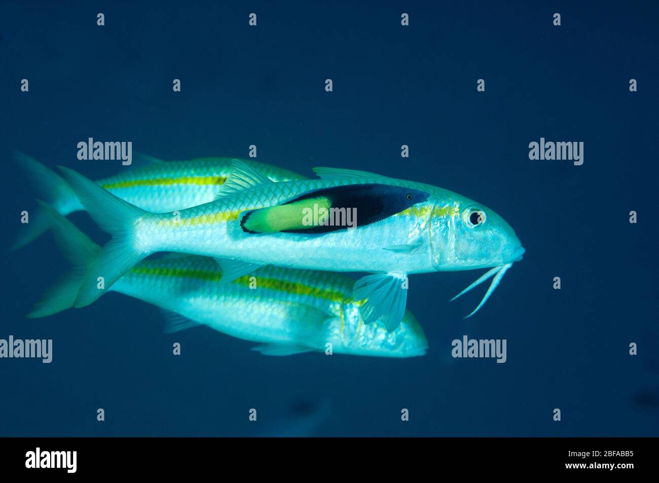 Gelbflossen-Goatfish, Mulloidichthys vanicolensis, wird von Bicolor-Reiniger-Wrasse, Labroides bicolor, Sulawesi Indonesien gereinigt Stockfoto