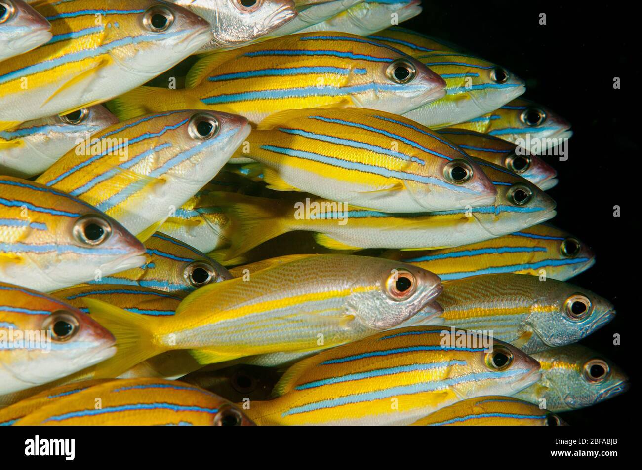 Bluelined Snapper Schule Lujanus kasmira Raja Ampat West Papua Indonesia. Stockfoto