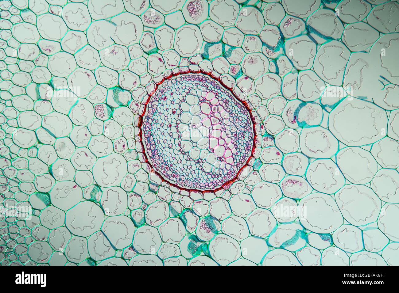Farnstngel im Querschnitt 100x Stockfotografie - Alamy