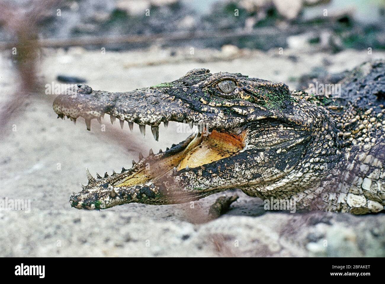 Kubanische Krokodile (Crocodylus rhombifer) kritisch bedrohte Reptil endemisch in Kuba Stockfoto