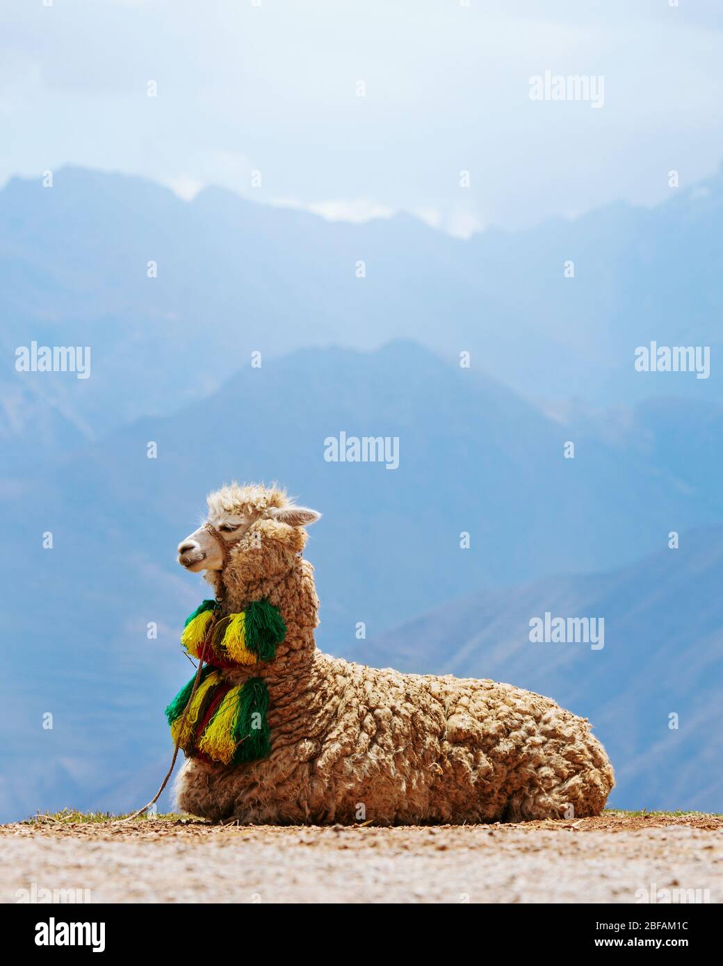 Dekoriert Alpaka oder Llama im Heiligen Tal von Peru. Stockfoto