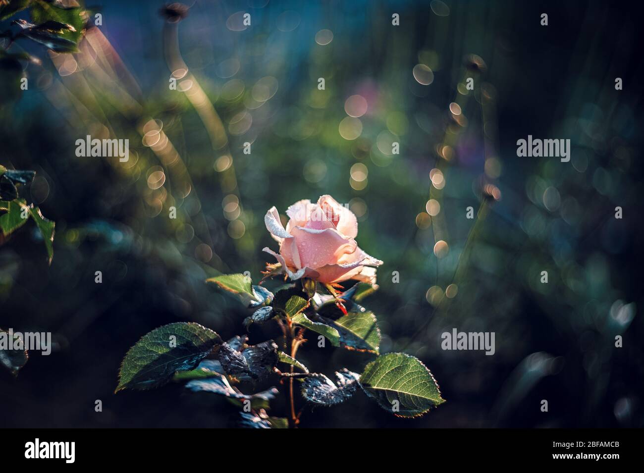 Schöne rot-weiße Rose Bush im Spray von Regen und die Strahlen der untergehenden Sonne. Art. Retro-Look Stockfoto